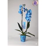 şengülca 2 Dal Canlı Saksı Orkidesi-Mavi Phalaenopsis Çiçeği