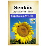 Şenköy Yerli Ayçiçek Günebakan Tohumu Doğal Ata Ayçiçek Tohum Pakette 10 gr Tohum