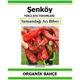 Şenköy Yerli Samandağı Acı Kapya Biber Tohumu Doğal Ata Tohum Pakette 20 Tohum + Sebze Tohumu - 2 Adet