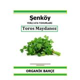 Şenköy Yerli Toros Maydanoz Tohumu Doğal Ata Tohum Pakette 5 gr 3500 Tohum Hediye Sebze Tohumu