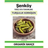 Şenköy Yerli Turşuluk Kornişon Tohumu Doğal Ata Tohum Pakette 20 Tohum + Hediye Sebze Tohumu - 1 Adet