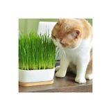 Senler - Kedi Cimi Icin Dogal Bugday Tohumu 500 Gr