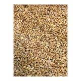 Senler Zahire - 5 Kg Tavuk Yemlık Bugday (Tavuk Ve Kus Icin Elenmis Yemlik Bugday 5 Kg