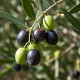 Sepetim 4 Yaş Gemlik Trilye Sofralık Zeytin Fidanı
