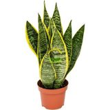 Sepetim Bodur Paşa Kılıcı Çiçeği Sanseveria 25-30CM