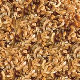 Sera Raffy I Gammarus 50 Gr (Açık) Kilitli Poşette Kurutulmuş Karides Skt:10/2028