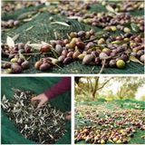 Sera Trend 3x3 m Zeytin Toplama Gölgelik Fındık Fıstık Dut Meyve Taban Örtü Filesi