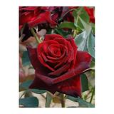 serada decor & plant 10 Adet Gül Fidanı, Bordo, Tüplü, Kokulu, Yediveren