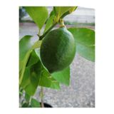 Serada Decor & Plant 2 Yaş Aşılı Mayer Limon Fidanı, Yediveren, Saksılı