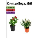 Serada Decor Plant 2'li Bahçe Seti Kırmızı+ Beyaz Gül Fidanı Saksılı Dış Mekan Bitkileri