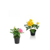 Serada Decor & Plant 2'Li Bahçe Seti Pembe ve Sarı Gül Fidanı, 15-25 cm, Saksılı Dış Mekan Bitkileri