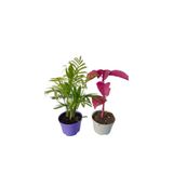 serada decor & plant 2'Li Balkon Seti, Mini Areka + Çingene Şalvarı Çiçeği