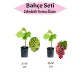 serada decor & plant 2'Li Meyve Seti Çekirdekli Üzüm + Kırmızı Üzüm Fidanı, 20-50 cm