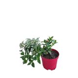 Serada Decor & Plant 2'Li Mini Set Beyaz Hostes Çiçeği + Kırmızı Buz Çiçeği