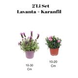 Serada Decor Plant 2'li Set Mor Lavanta+ Pembe Karanfil Çiçeği Dış Mekan Bitkisi