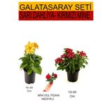 Serada Decor & Plant 2'li Set Sarı Dahliya, Kırmızı Mine, Kırmızı Gül Fidanı, 10-30 cm