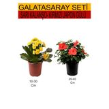 Serada Decor & Plant 2'Li Set Sarı Kalanşo + Kırmızı Japon Gülü, 10-40 cm