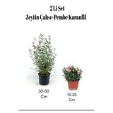 Serada Decor Plant 2'li Set Zeytin Çalısı+ Pembe Karanfil Çiçeği Dış Mekan Bitkisi