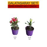 Serada Decor & Plant 2'li Takım Seti Sarı-Kırmızı Milli Dikenler Tacı Bitkileri, 10-30 cm