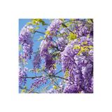 Serada Decor & Plant 3 Yaş Mor Salkım Fidanı, 150-175cm Boy, Çok Renkli