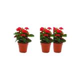 Serada Decor & Plant 3'lü Kırmızı Dikenler Tacı Çiçeği Seti, 10-15 cm Tüplü, Euphorbia milli