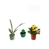 Serada Decor & Plant 3'lü Set Kılıç, Sarı Kalanşo, Fesleğen Çiçeği, 10-30 cm