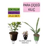 Serada Decor & Plant 3'lü Set Para Çiçeği, Kılıç Çiçeği, Hediyelik Kırmızı Gül Fidanı