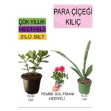 Serada Decor & Plant 3'lü Set Para Çiçeği, Kılıç Çiçeği, Hediyelik Pemba Gül
