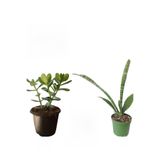 serada decor & plant 3'lü Set Para Çiçeği, Kılıç Çiçeği, Hediyelik Tül
