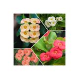serada decor & plant 4 Adet Dikenler Tacı Sarı-kırmızı-pembe-beyaz Doğa Flora