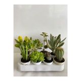 Serada Decor & Plant 4'lü Bitki Seti, Aloe Vera, Sukulent, Kaktüs, Ayı Pençesi
