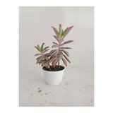 serada decor plant 4'Lü Bitki Seti Yaprak Güzeli+Sukulent+Kaktüs+Telgraf+Aşkın Göz Yaşı+Kokulu Benjamin
