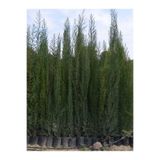 serada decor & plant 6 Adet Tüplü Kara Servi Boy 90-120cm
