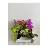 Serada Decor & Plant 6'lı Bitki Seti, Melek Kanadı, Aşkın Göz Yaşı, Hedera, Kırmızı Milli Dikenler Tacı, Mezem, Pilea
