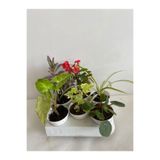 Serada Decor & Plant 6'lı Bitki Seti, Melek Kanadı, Aşkın Göz Yaşı, Hedera, Kırmızı Milli Dikenler Tacı, Pilea, Kurdele