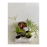 Serada Decor & Plant 6'lı Bitki Seti, Melek Kanadı, Japon Şemsiyesi, Kaktüs, Yaprak Güzeli, Hedera, Areka