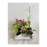 serada decor plant 6'Lı Bitki Seti Melek Kanadı+Aşkın Göz Yaşı+Hedera+Kırmızı Milli Dikenler Tacı+Pilea+Japon Şemsiyesi