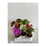 serada decor plant 6'Lı Bitki Seti Mezem+Yaprak Güzeli+Itır+Ortanca+Kırmızı Milli Diken Tacı+Aşkın Göz Yaşı