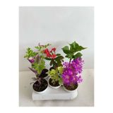 Serada Decor & Plant 6'lı Bitki Seti, Telgraf, Itır, Hedera, Kırmızı Milli Dikenler Tacı, Mezem, Ortanca