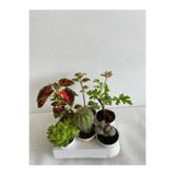 Serada Decor & Plant 6'lı Bitki Seti, Yaprak Güzeli, Sukulent, Kokulu Benjamin, Kaktüs, İtır, Taş Kaktüs