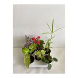 serada decor & plant 6'Lı Mini Bitki Seti Melek Kanadı+Aşkın Göz Yaşı+Hedera+Kırmızı Milli Dikenler+Pilea+Japon Şemsiyesi
