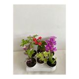 Serada Decor & Plant 6'lı Mini Bitki Seti, Telgraf, Itır, Hedera, Kırmızı Milli Dikenler Tacı, Aloe Vera, Mezem