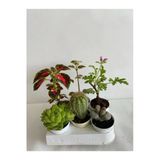 Serada Decor & Plant 6'lı Set Bitki Seti, Yaprak Güzeli, Kaktüs, Kokulu Benjamin, Taş Kaktüs, Itır