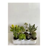 Serada Decor & Plant 8'li Bitki Seti, Aloe Vera, Para Bitkisi, Sukulent, Taşı Kaktüs, Kokulu Benjamin, Kaktüs, Ayı Pençesi