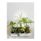 Serada Decor & Plant 8'li Mini Bitki Seti, Melek Kanadı, Aloe Vera, Pilea, Kurdele Bitkisi, Hedera, Japon Şemsiyesi, Areka, Yeşim