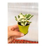 serada decor & plant Adaçayı Kokulu Beyaz Alacalı Sukulent, 5-10 cm, Tüplü Çiçekli Bodur Bitkiler