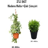 Serada Decor Plant Alacalı Hedera HELIX(40-80CM)+ÇALI ŞIMŞIRI(30-40CM) 2'li Set Saksılı Bahçe Bitkisi