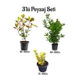 serada decor & plant Alev Çalısı, Defne Çalısı, Altuni Taflan Çit Bitkisi 3'lü Bahçe Peyzaj Seti, Çok Renkli