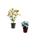 serada decor & plant Alev Çalısı Fidanı + Beyaz Bodrum Papatyası 2'li Bahçe Peyzaj Seti, Çok Renkli