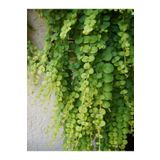Serada Decor Plant Altın Kolye Çiçeği Canlı Salon Ofis Bitkisi Askılı Saksıda 20-40CM